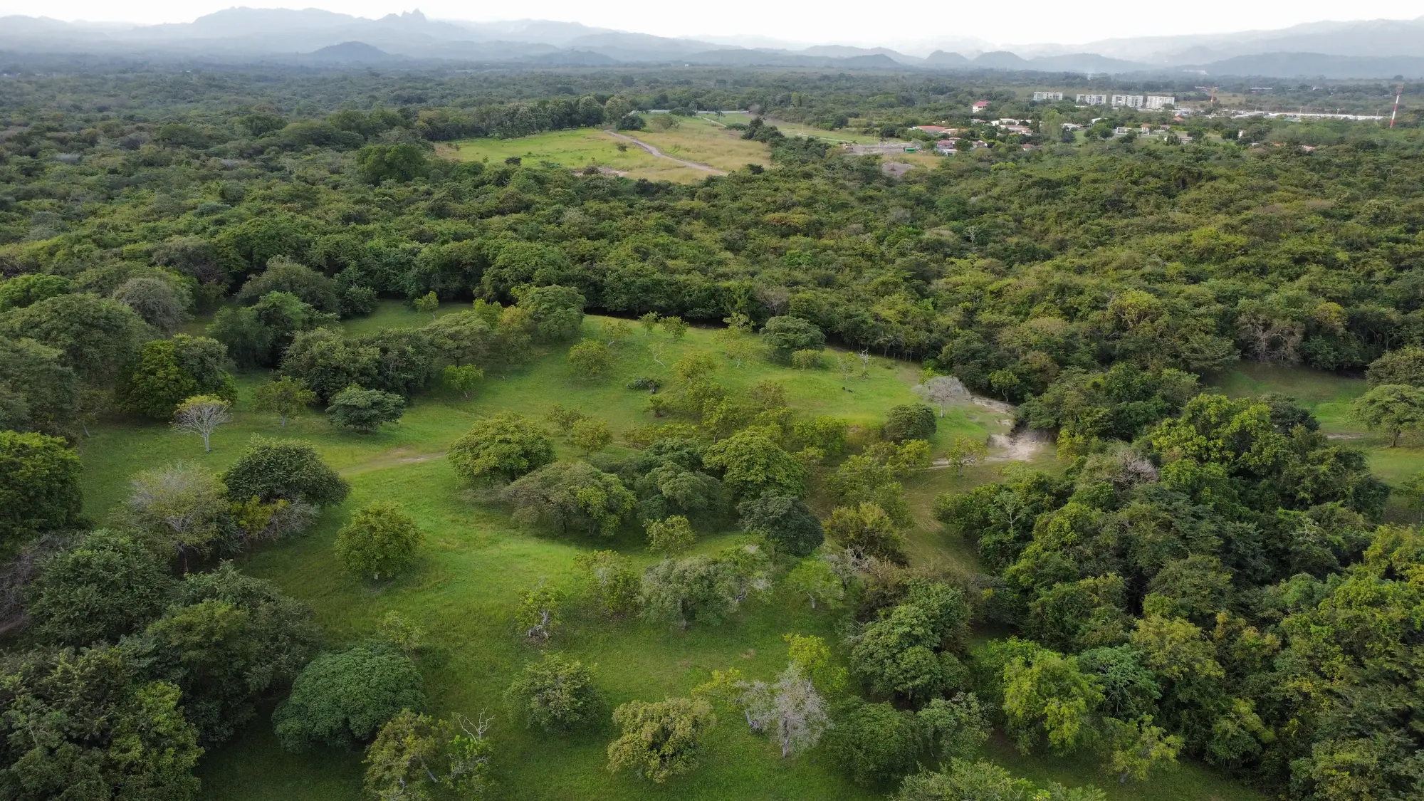 Aerial view of the forest at Bosques de Punta Barco, next to Coronado, Panama