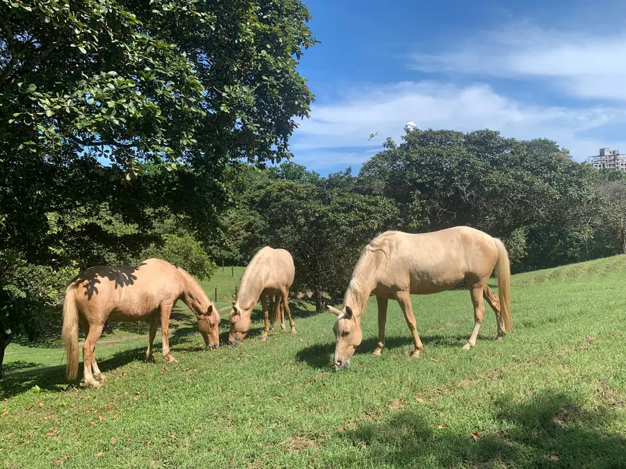 Horses resting under the trees