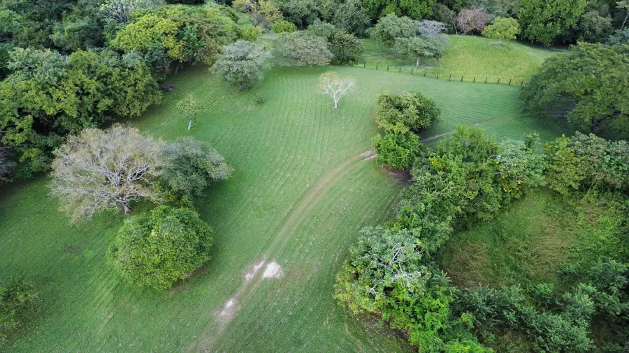 Meadow clearing seen from above