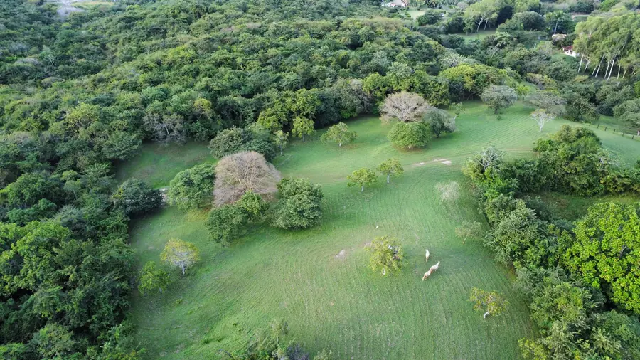 Aerial view of meadows and groves