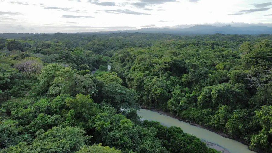 Bend of the river through the forest