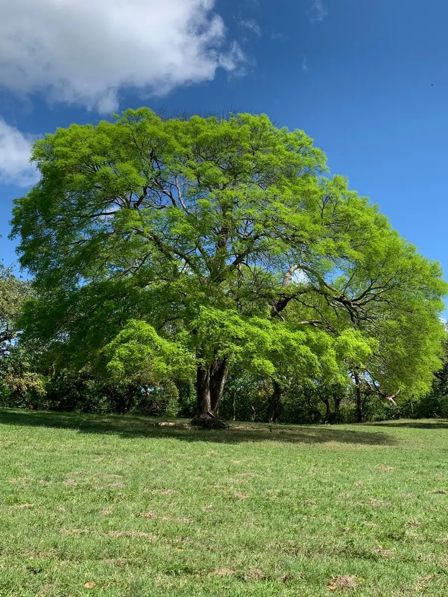 Wide-crowned tree in a meadow